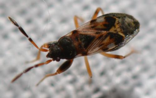 Scolopostethus thomsoni